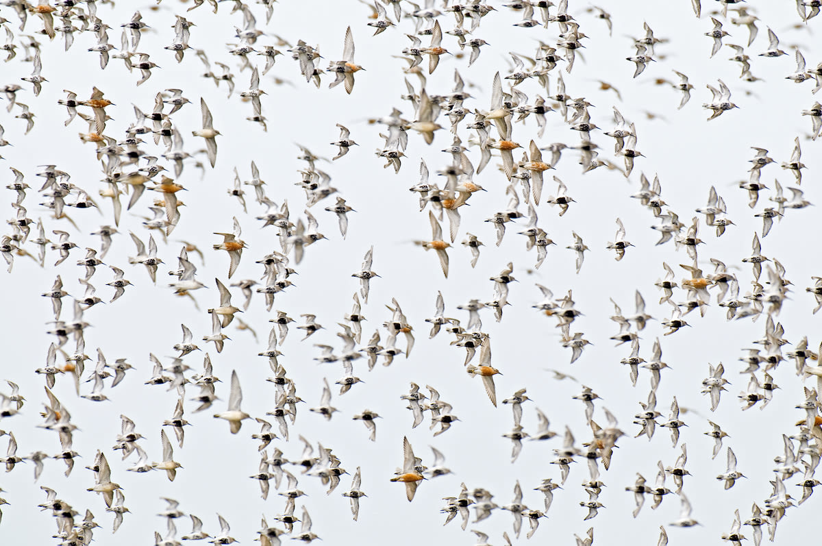 Flying shorebirds at the German North Sea coast (Fuhlehörn) in 2010.