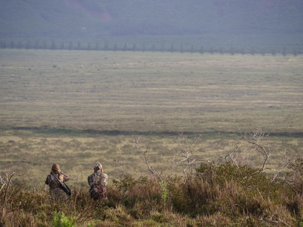 CLOSER Hunting 2022
USA, Hawaii, Oahu, Lanai, hunters observing