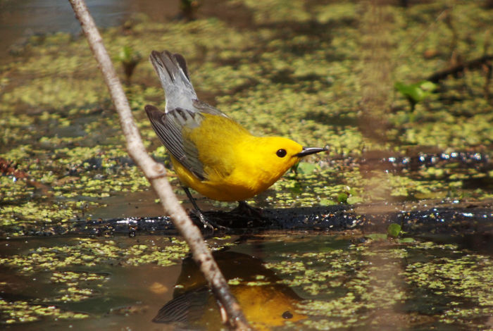 Prothonotary Warbler, Clay Taylor