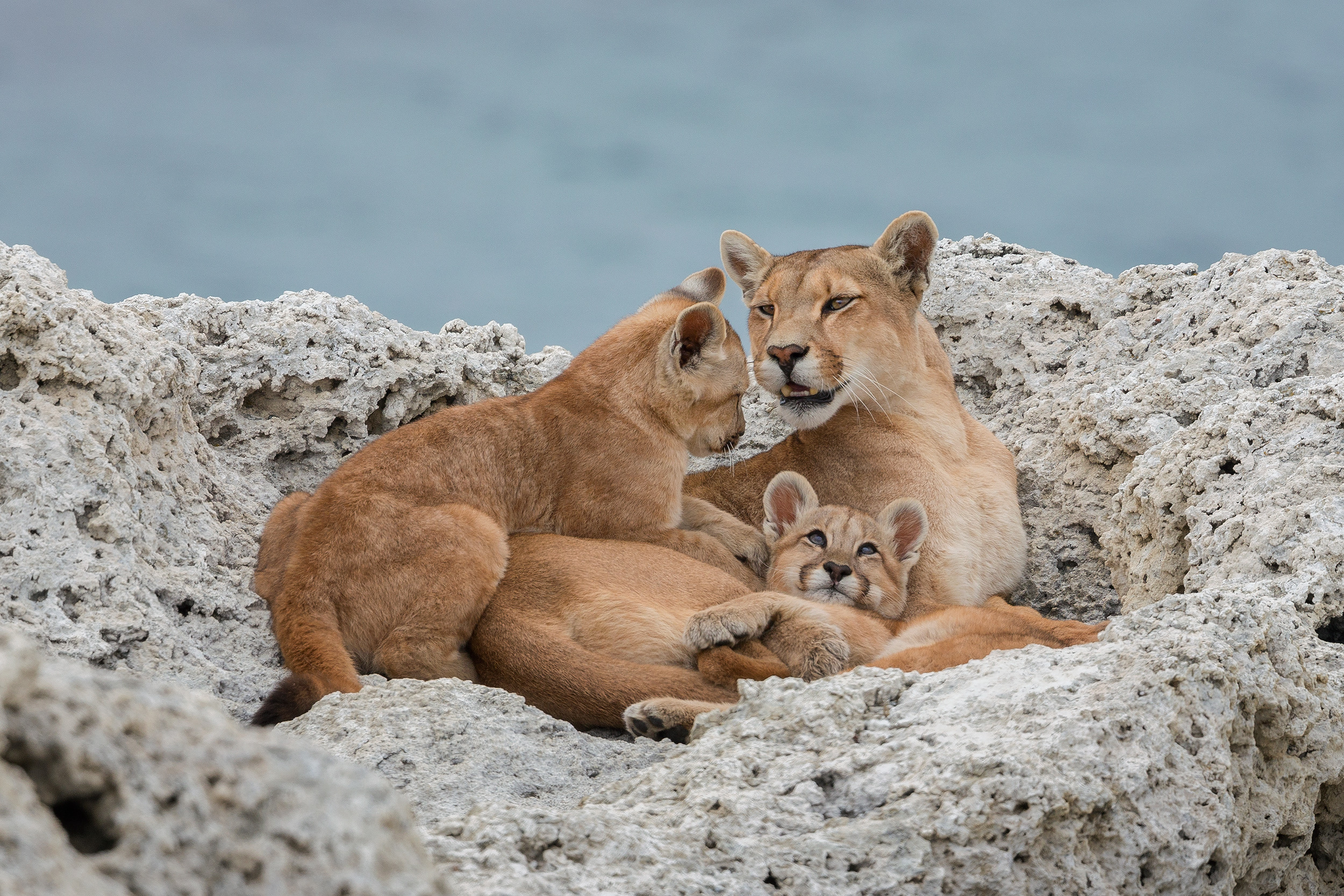 Pumas in Torres del Paine National Park  Story 3 a caring mother - Part 3