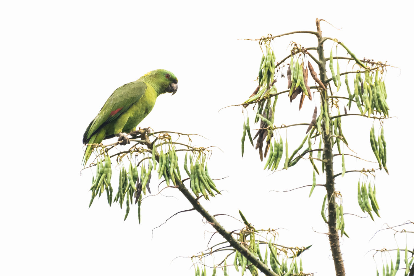 !!!Yellow-naped-Parrot by Leander Khil