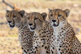 a coalition of cheetah boys 
