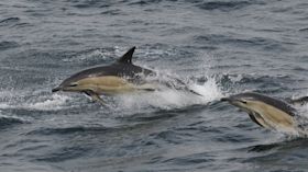 Pair of dolphins gliding through the sea near the surface