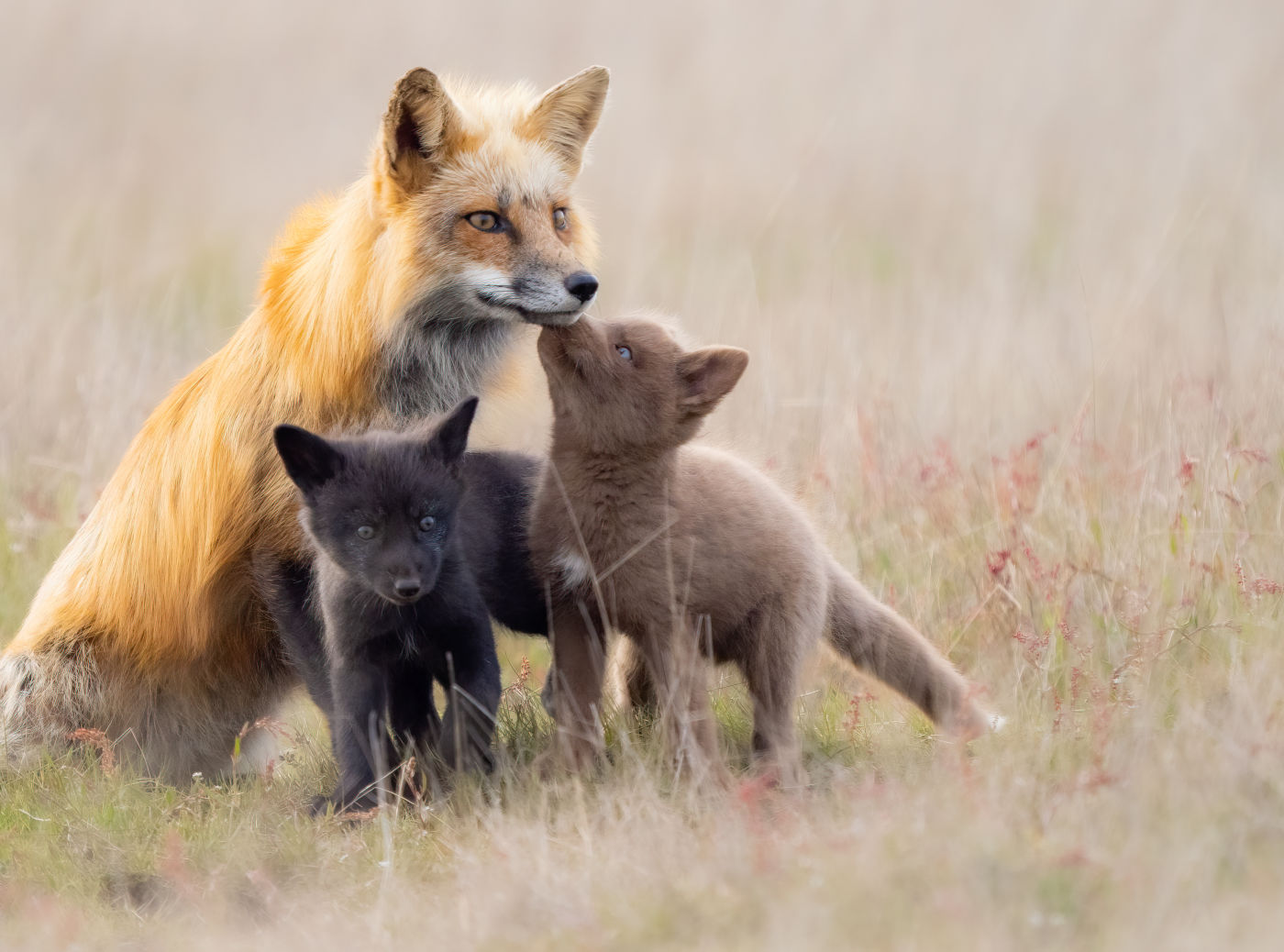 Red fox mum with her cubs by Ben Knoot 