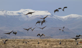 Bluecranes in Snow