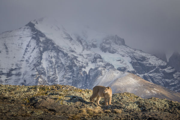 Pumas in Torres del Paine National Park  mammal Ingo Arndt 002
