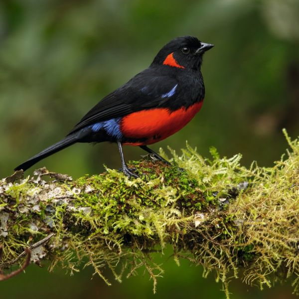 Scarlet-bellied Mountain Tanager by Glenn Bartley