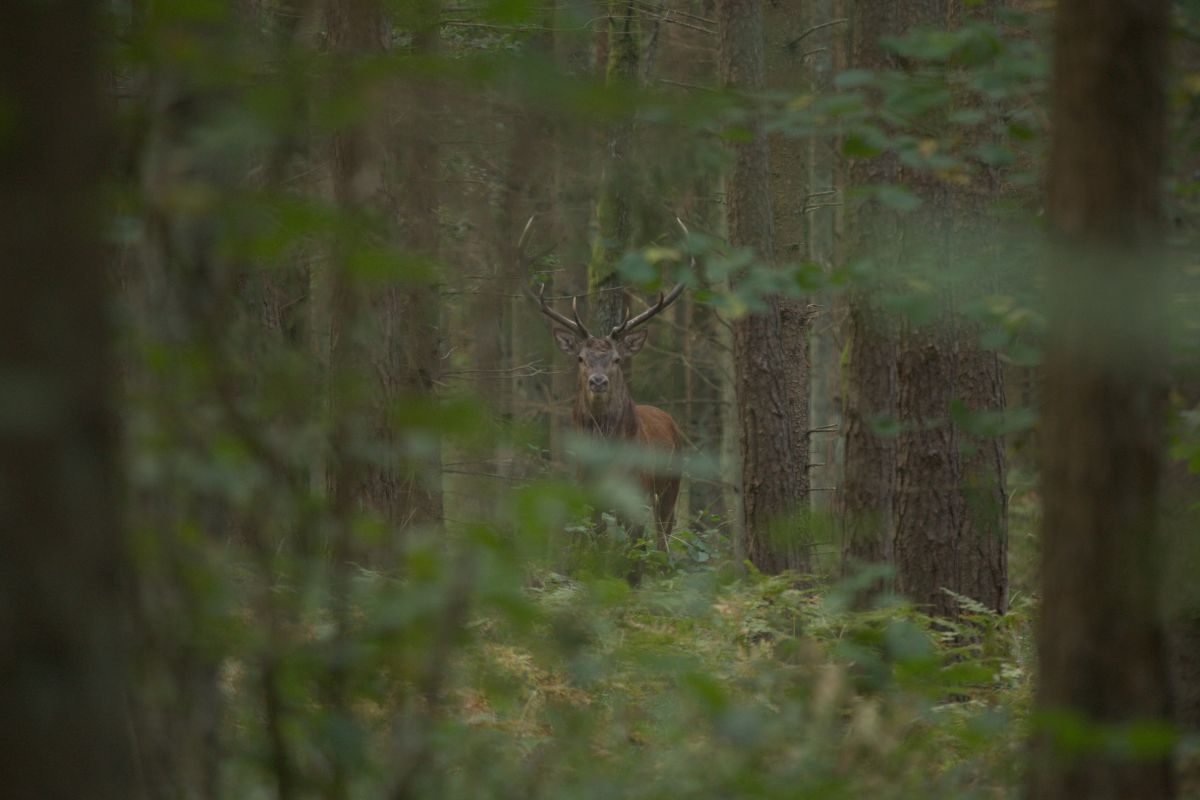 Hunting red deer in Poland 