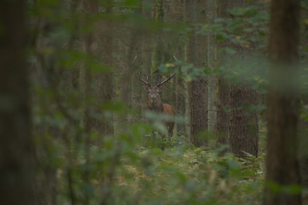 Hunting red deer in Poland 