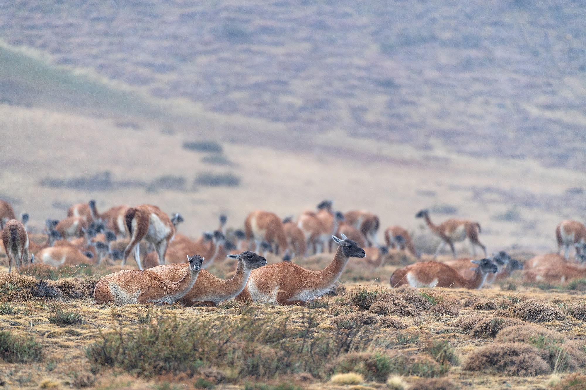 Pumas living in co-existence with livestock, guanacos