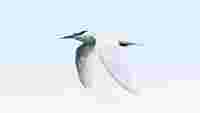 Black-naped Tern (c) Dan Brown - Birding Indonesia