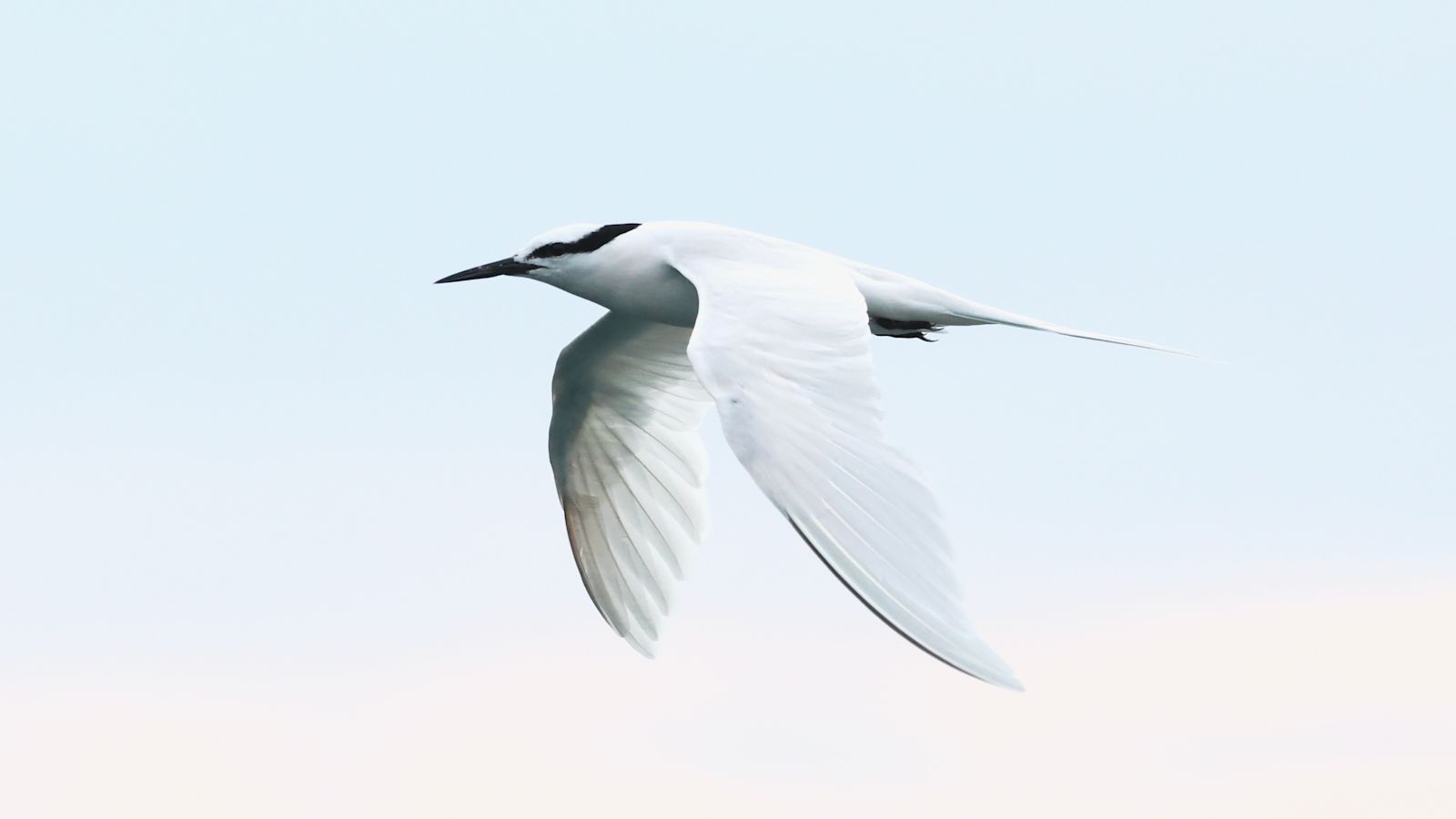 Black-naped Tern (c) Dan Brown - Birding Indonesia 