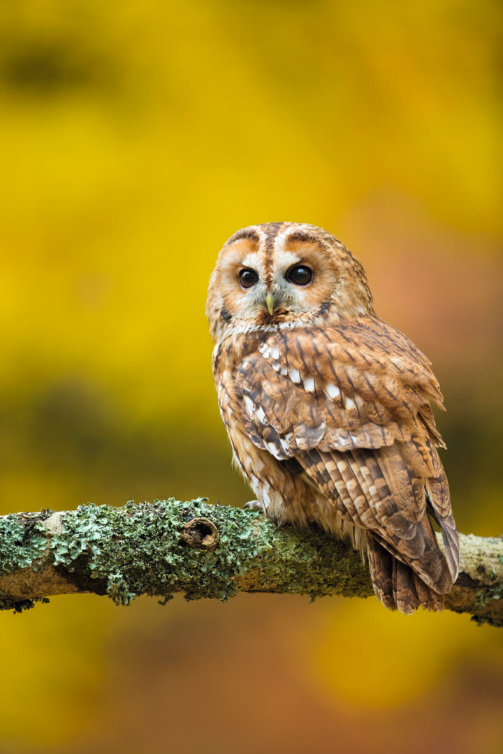 Tawny owl (Strix aluco) perched on branch,UK, Waldkauz