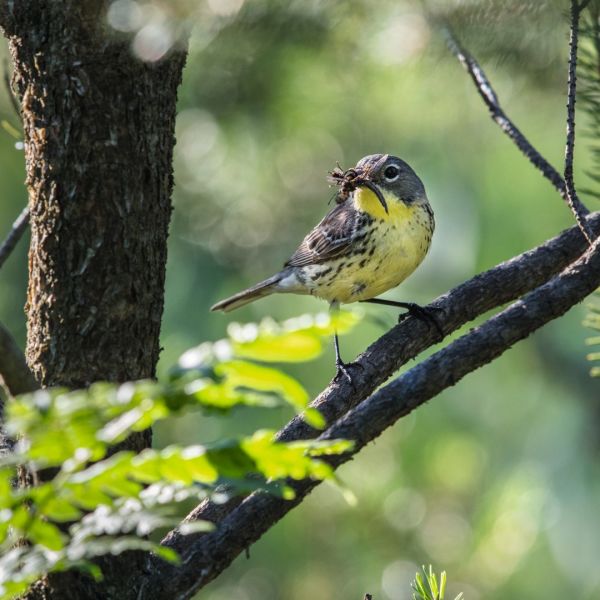 Kirtland’s Warbler, Ontario, Wisconsin and Michigan in spring and summer, bird, green