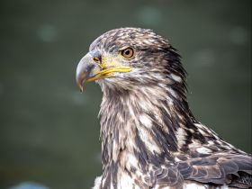 Greatest Wildlife Spectacles: Nature Explorer Mick Dees - portrait bald eagle 