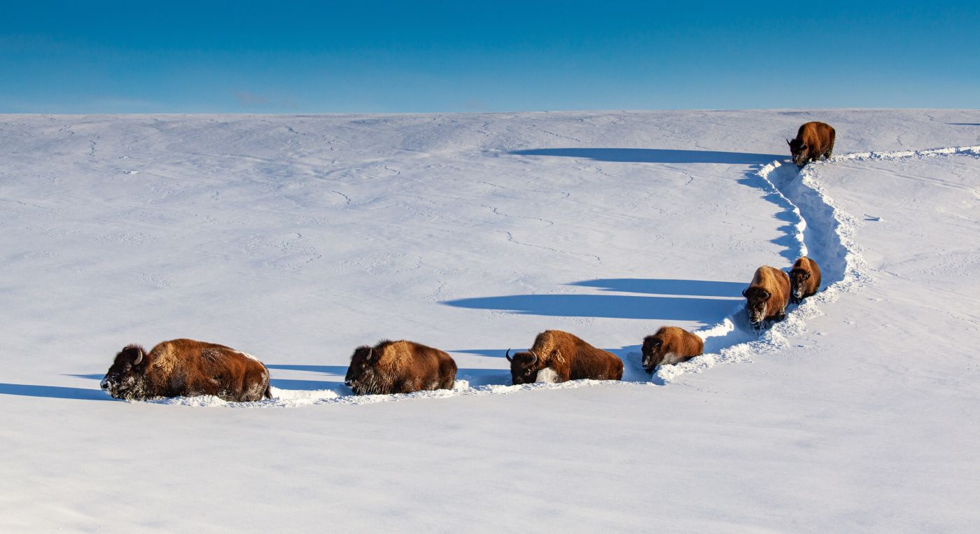 Bisons walking through the deep snow. Image by Cindy Godell