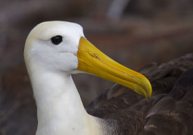 Galapagos, Wave Albatross, Cervantes Daza