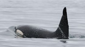 Whale surfacing in the sea.