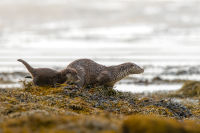 How to observe Shetland’s otters B/ O/ - Spotting otters - Brydon Thomason 