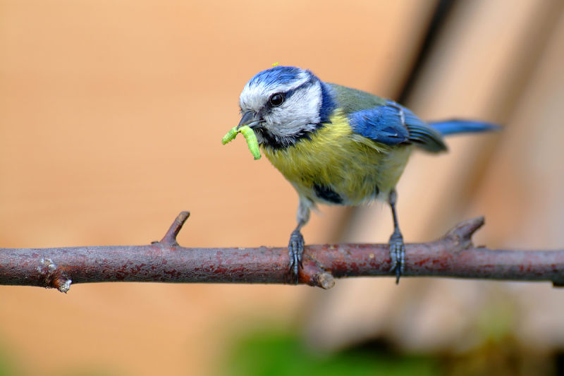 Always hungry – young birds and their (exhausted) parents B/ - Blaumeise Khil2
