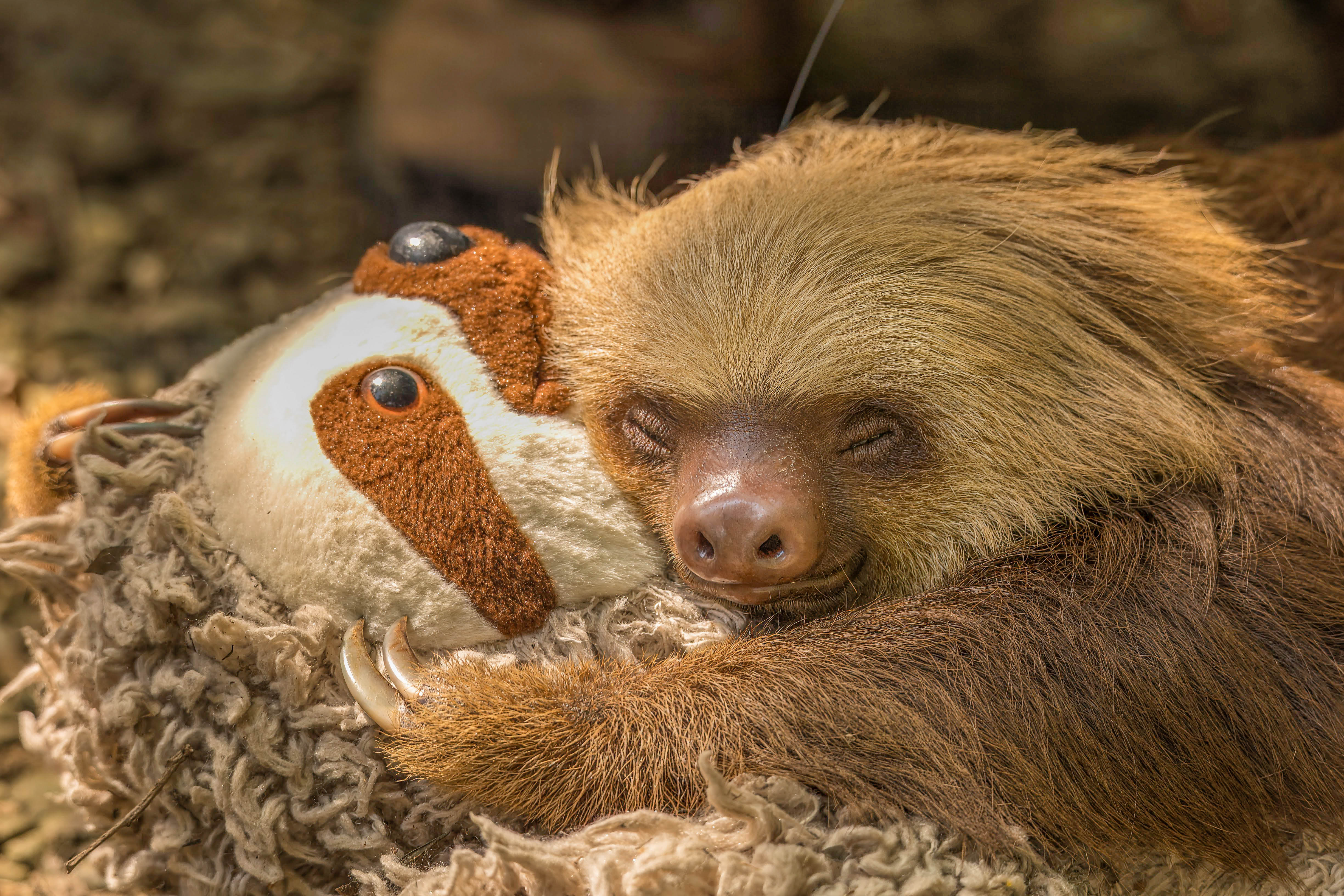 The Sloth Way of Life - B/O - HERO