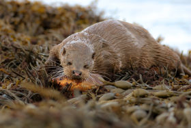 Isle of Mull Otter busy eating by Lara Jackson