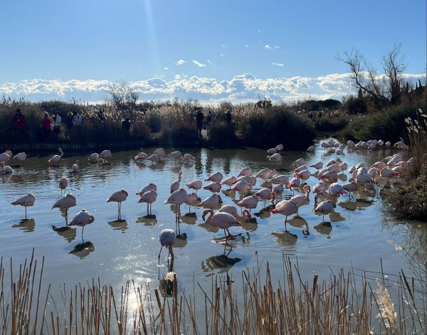 !!!Birding with Frederic Lamouroux - Discovering flamingos in the Camargue - flamingos 
