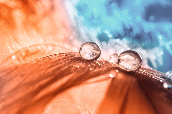 Closer Special Design, RF, Beautiful abstract macro of a drop of water or dew on a bird feather. Orange feather on a blue bokeh background. Selective focus ID: 1632190