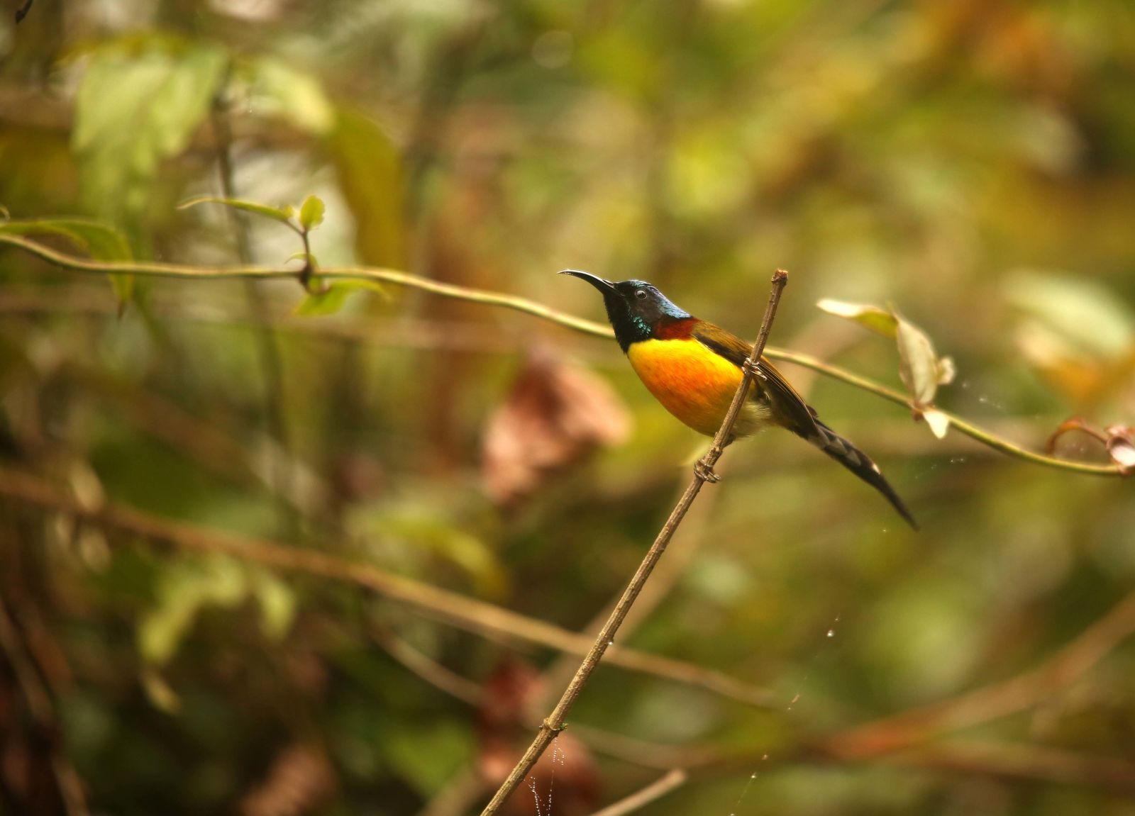 Birding in Singalila National Park, Green tailed Sunbird