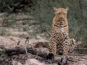 !!!Nature Explorers: Sabrina Colombo - SC leopard 01 KNP