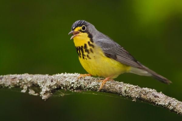 Bird Canada Warbler ID763841