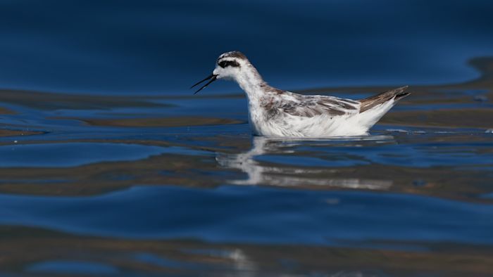 Red-necked Phalarope in winter (c) Dan Brown - birding Indonesia