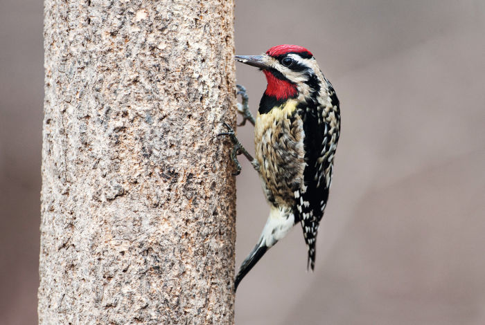 The Yellow-bellied Sapsucker (Sphyrapicus varius) specializes in drilling rows of sap wells into tree bark. This woodpecker eats insects attracted to the sap. 