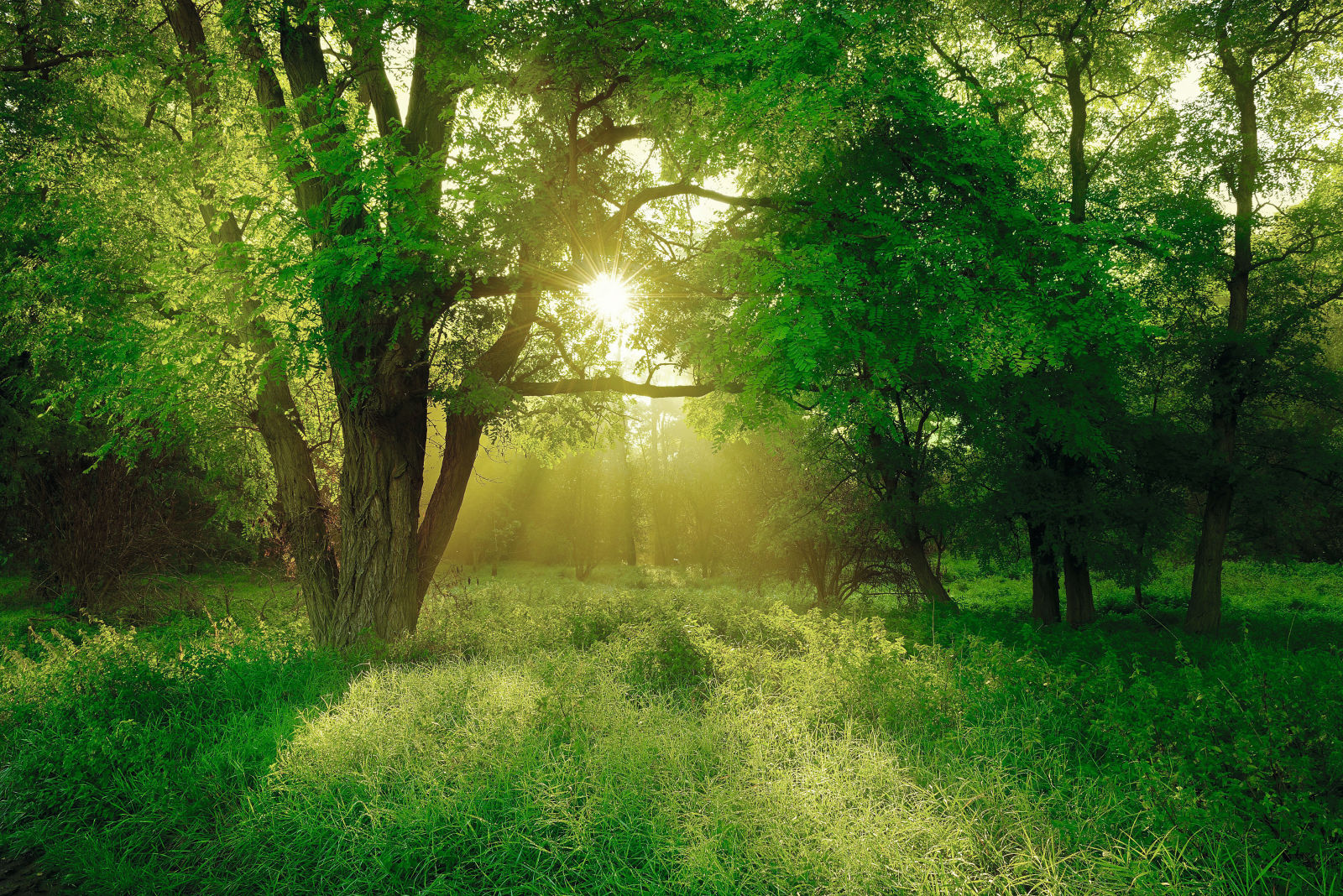 Morning atmosphere in the forest, sun shines through trees, Black locust (Robinia pseudoacacia) on clearing, Lower Saale Valley Nature Park, Saxony-Anhalt, Germany