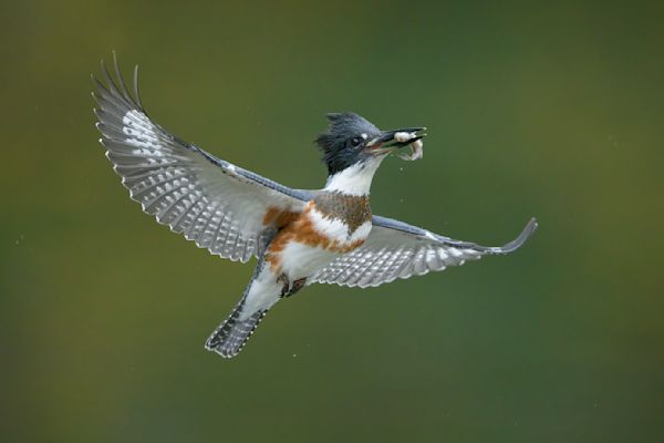 Lapescadora Capturing Nature SONA - B/O - Kingfisher