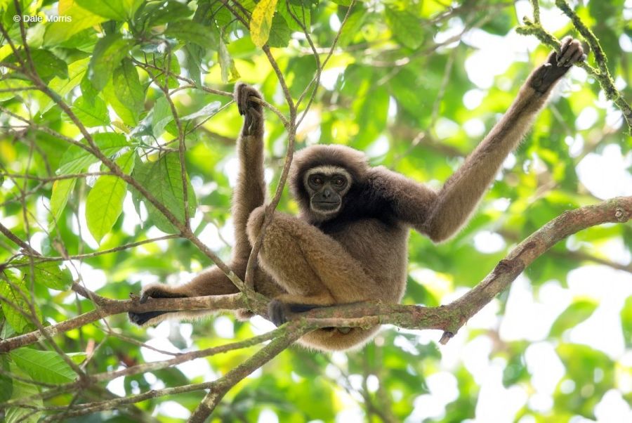 Gibbon