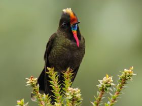 Rainbow-bearded Thornbill (Chalcostigma herrani) perched on a branch in the mountains of Colombia, South America.