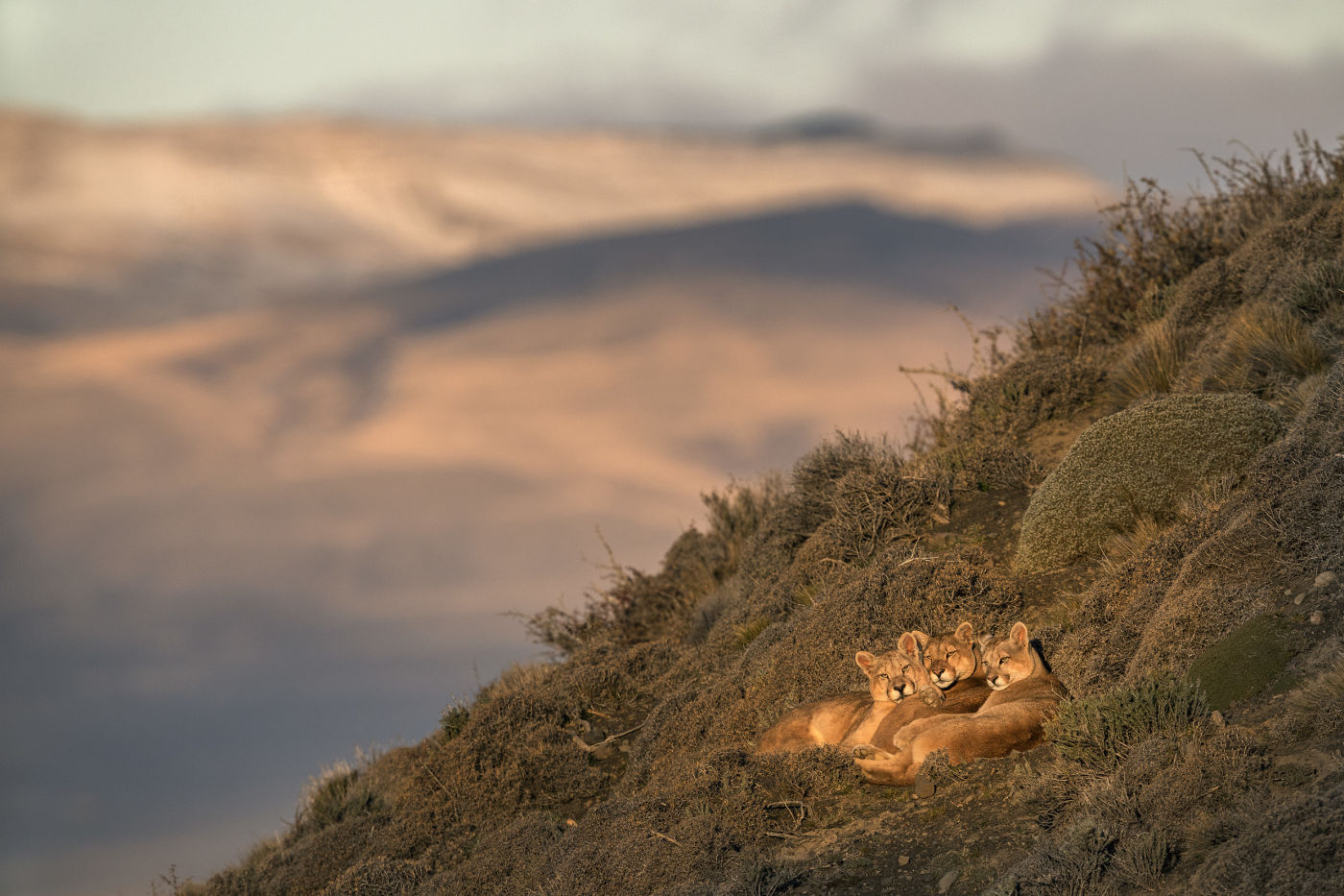 Pumas in Torres del Paine National Park: Pumas are distributed in six different subspecies throughout North and South America. In the past, they populated the Americas almost without a gap, but their population has now declined sharply.  German photographer Ingo Arndt has been following them in Chile for many years.