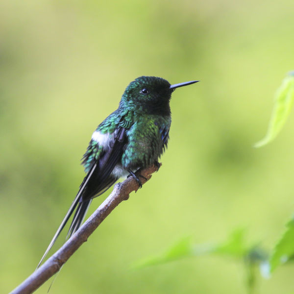 !!! Green Thorntail (Nature Colombia - Roger Rodriguez)