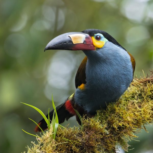 Plate-billed Mountain Toucan (Andigena laminirostris - Ecuador) by Glenn Bartley