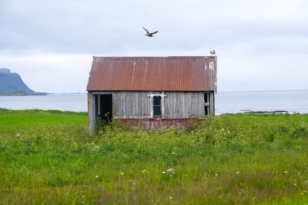 Charles Post – Generation Nature – Part 3 Shorebirds and Seabirds /B/O - Lofoten farmlands