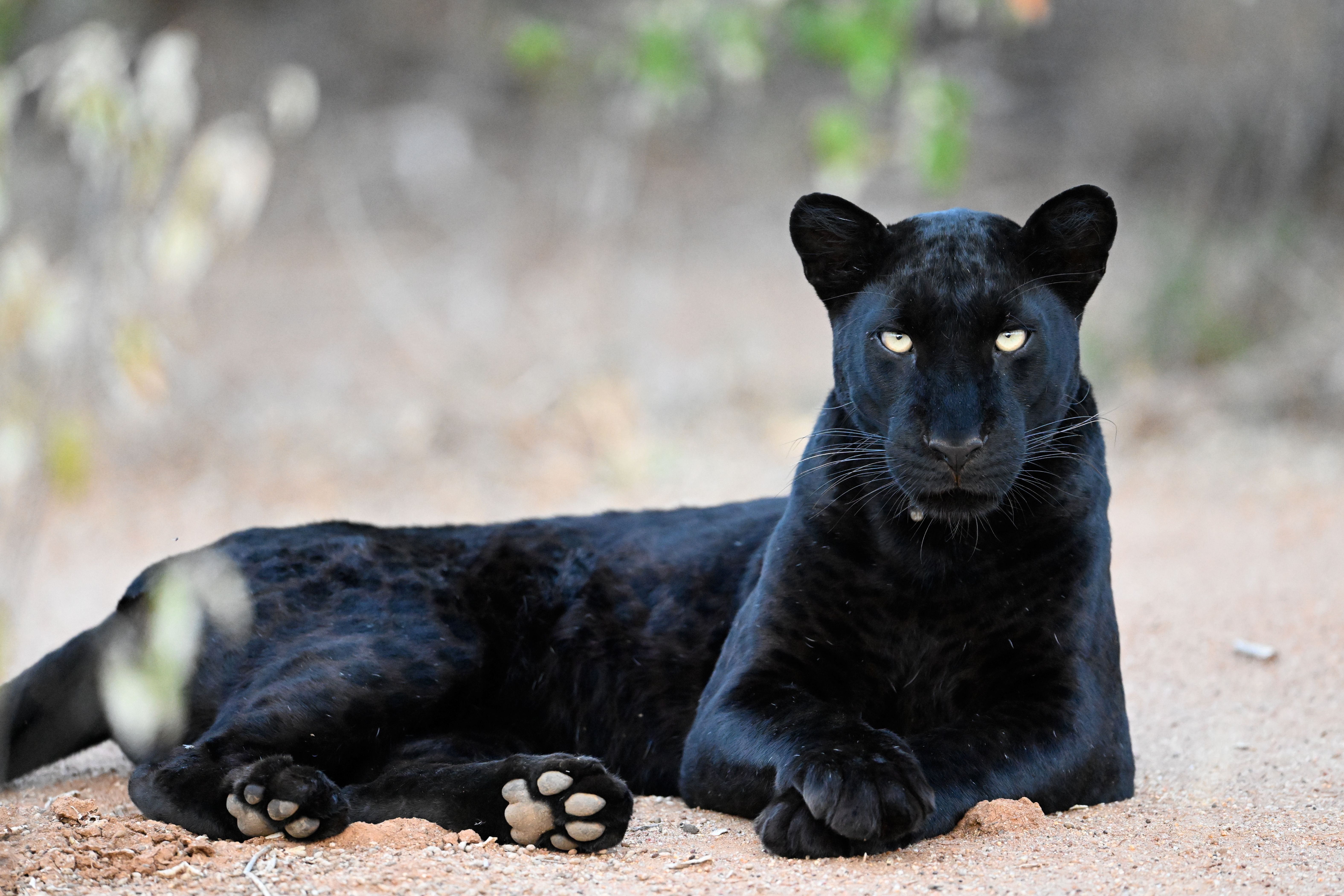 Giza - Black panther in India - Alexander Ley /O - Gallery ROW 2