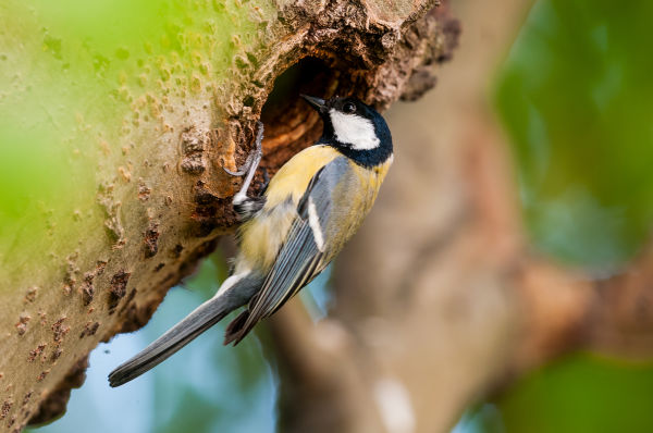 Make your garden a bird’s paradise B/ -  Kohlmeise LK