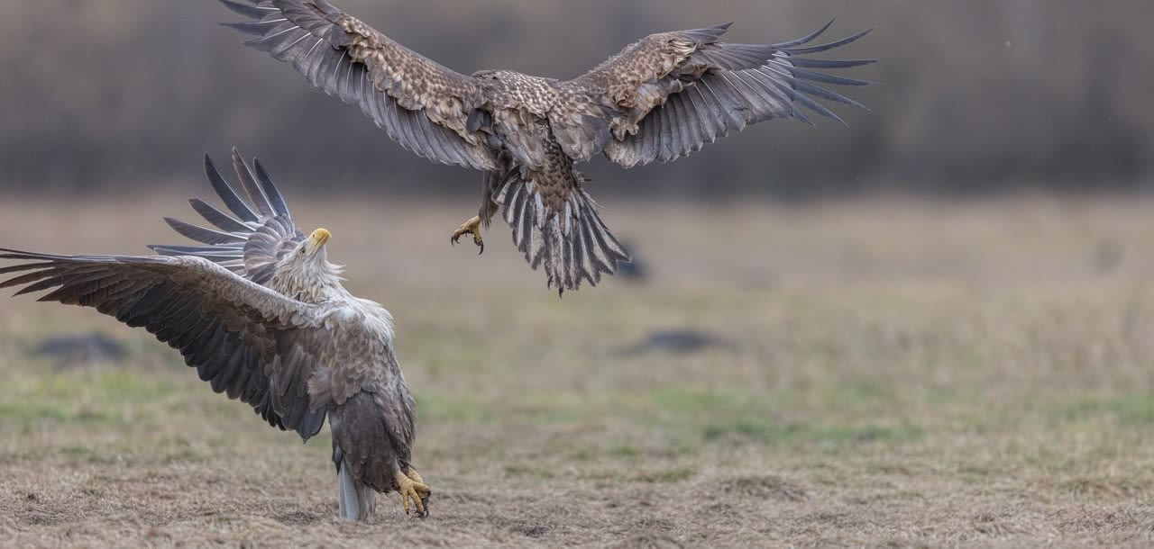 White-tailed Eagles in Poland - by Giuliano Scarparo 