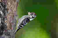Woodpecker ID 1312286