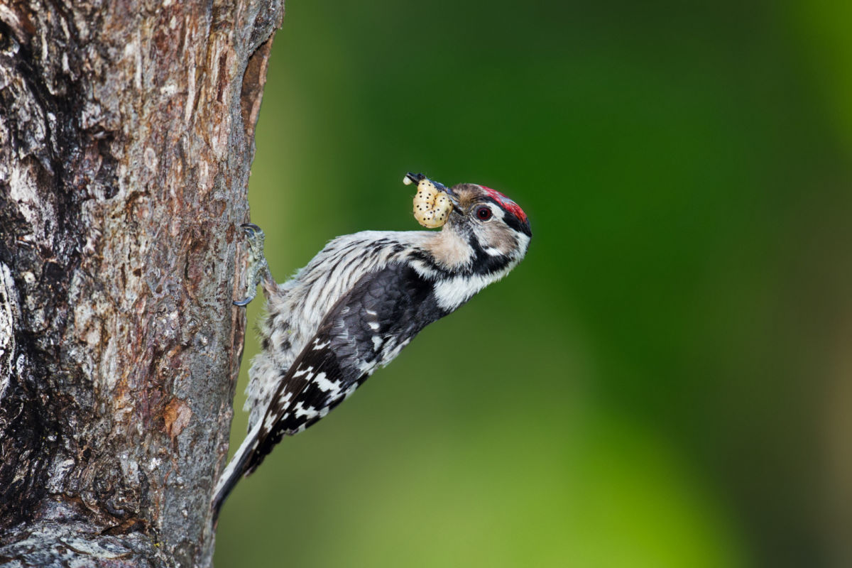 Woodpecker ID 1312286