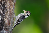 Woodpecker ID 1312286