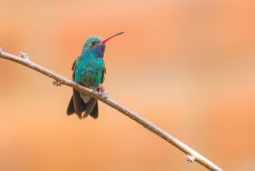 broad billed hummingbird 2 arizona