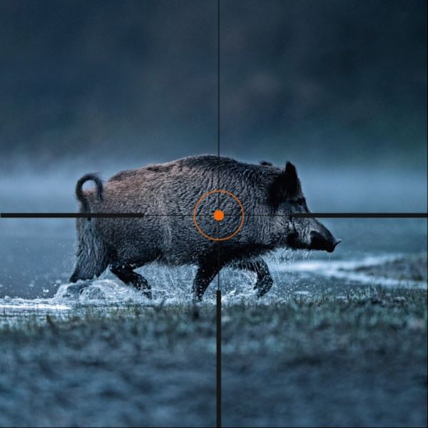 Wild boar at dusk with reticle