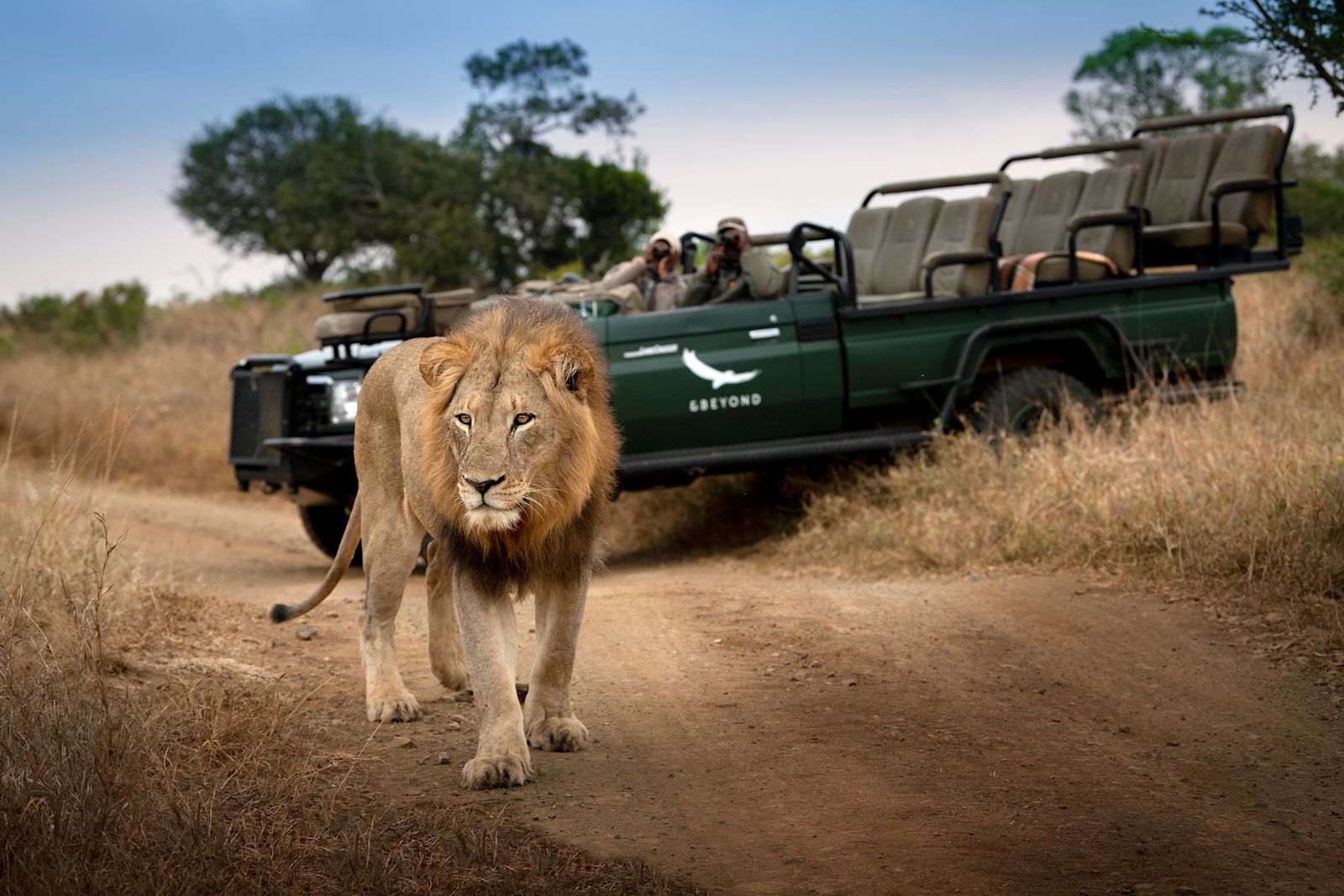 South-Africa-Phinda-Private-Game-Reserve-Lion-Game-Drive